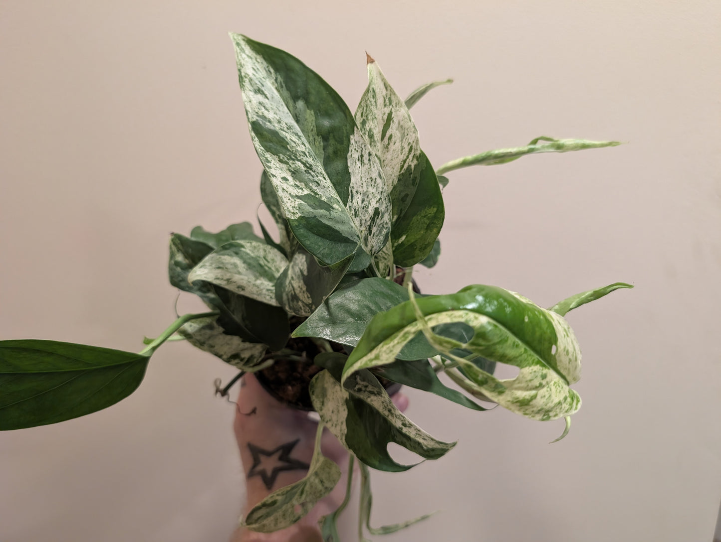 Epipremnum pinnatum Marble Variegata 12cm