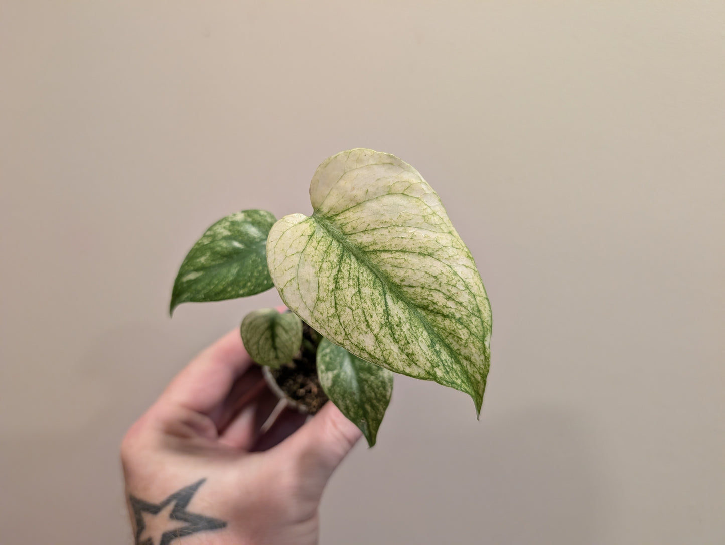 Monstera Deliciosa Mint Variegated 6cm