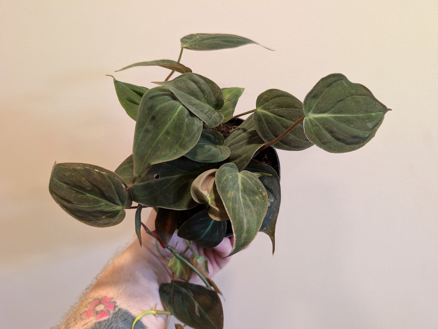 Philodendron Micans 12cm