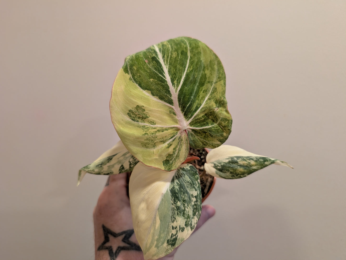 Philodendron Gloriosum Variegata 9cm