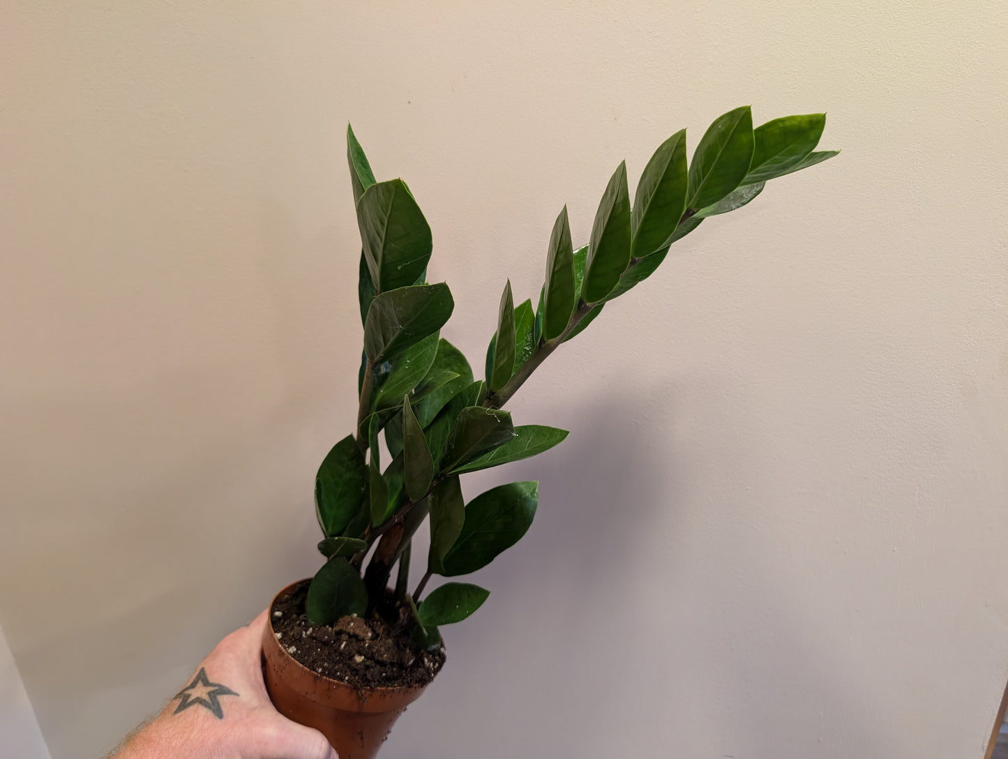 Zamioculcas Zamiifolia - ZZ Plant 12cm