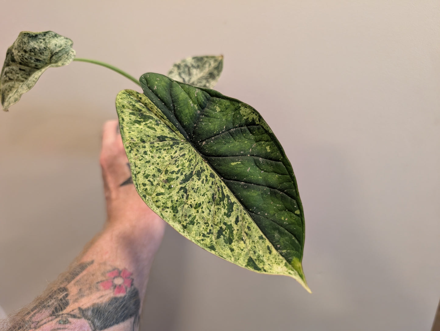 Alocasia Dragon Scale Mint 8cm