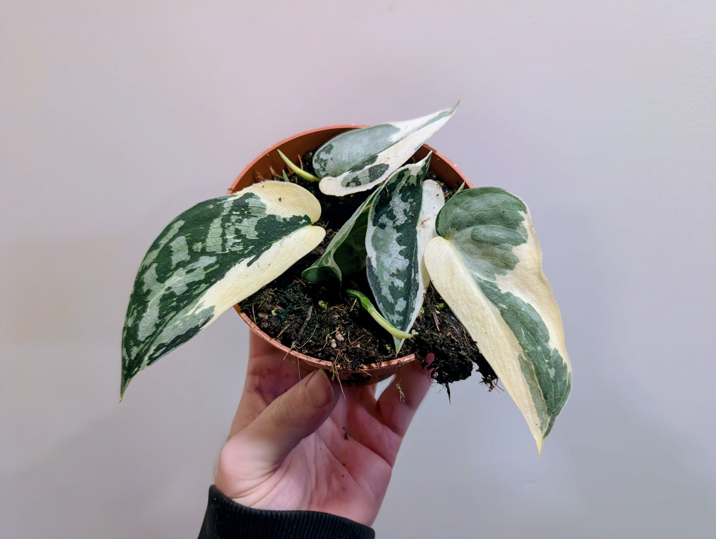 Scindapsus Mayari Variegata 10.5cm
