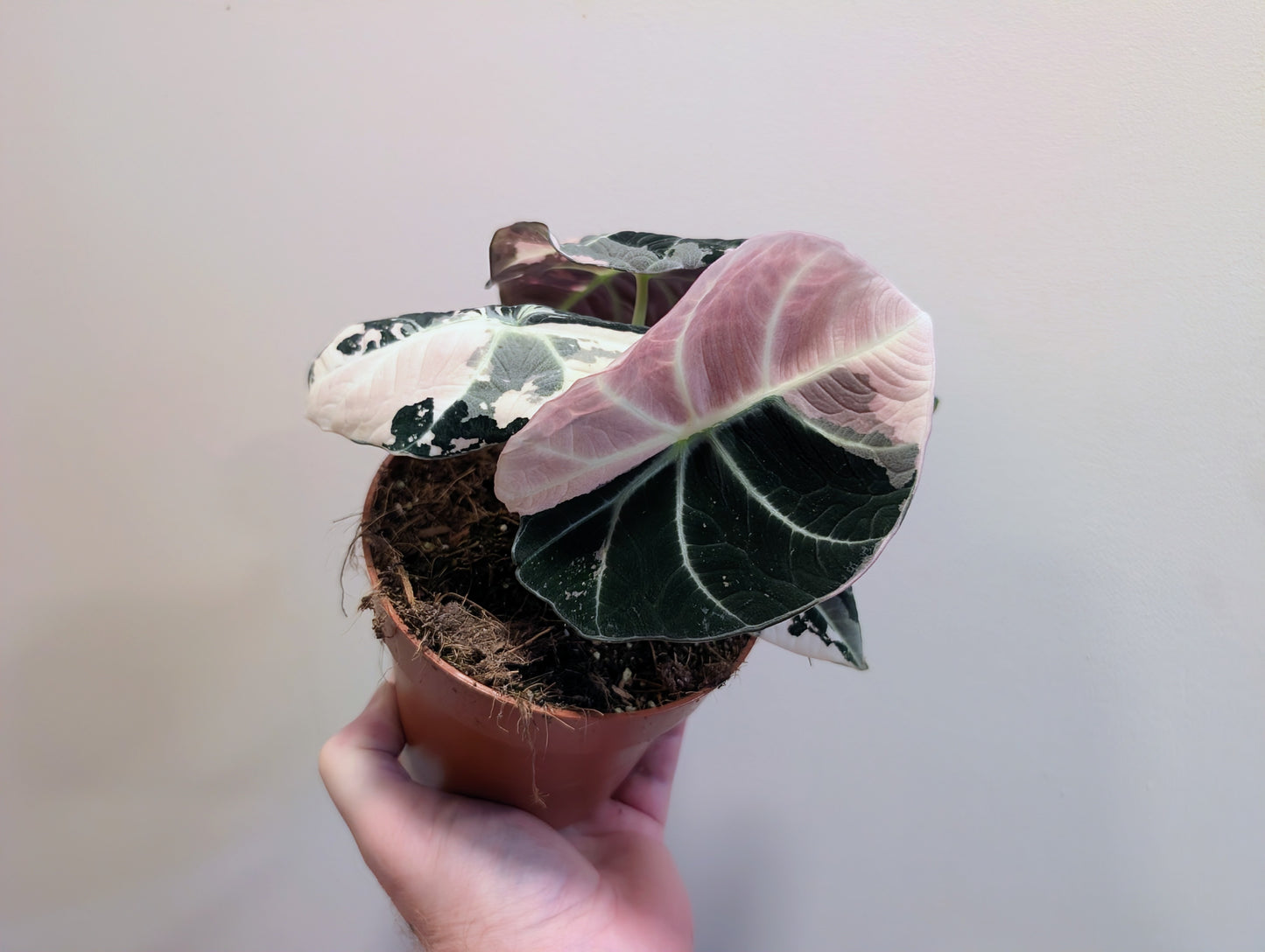 Alocasia Black Velvet Pink Variegated 12cm