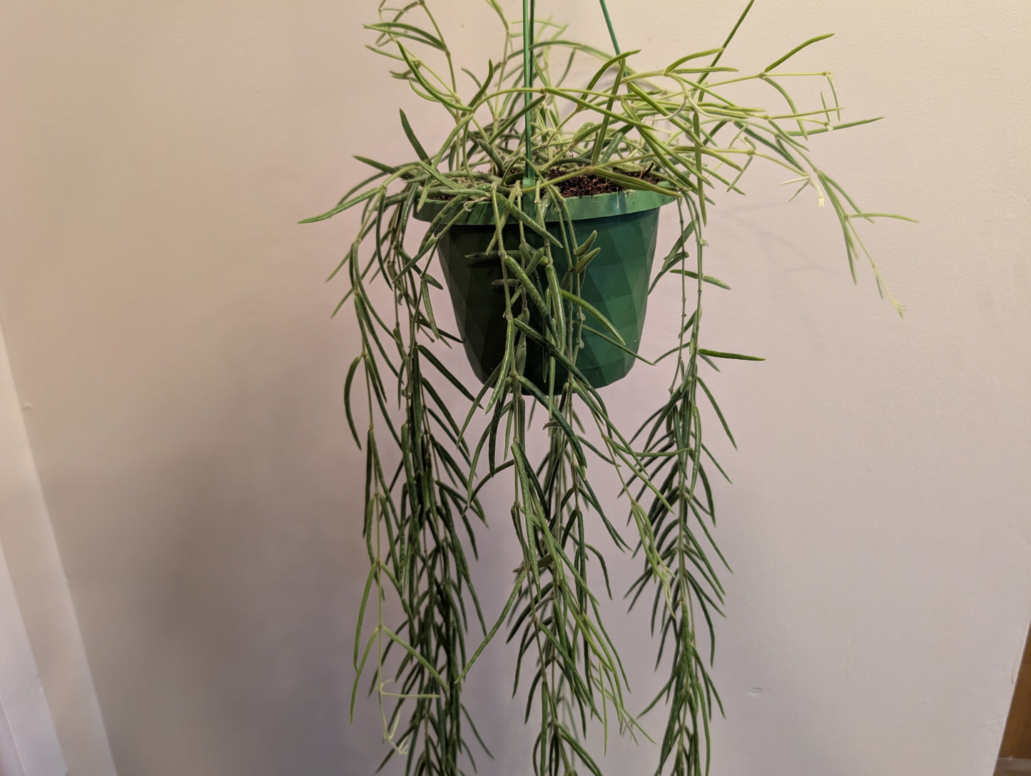 Hoya Linearis 14cm