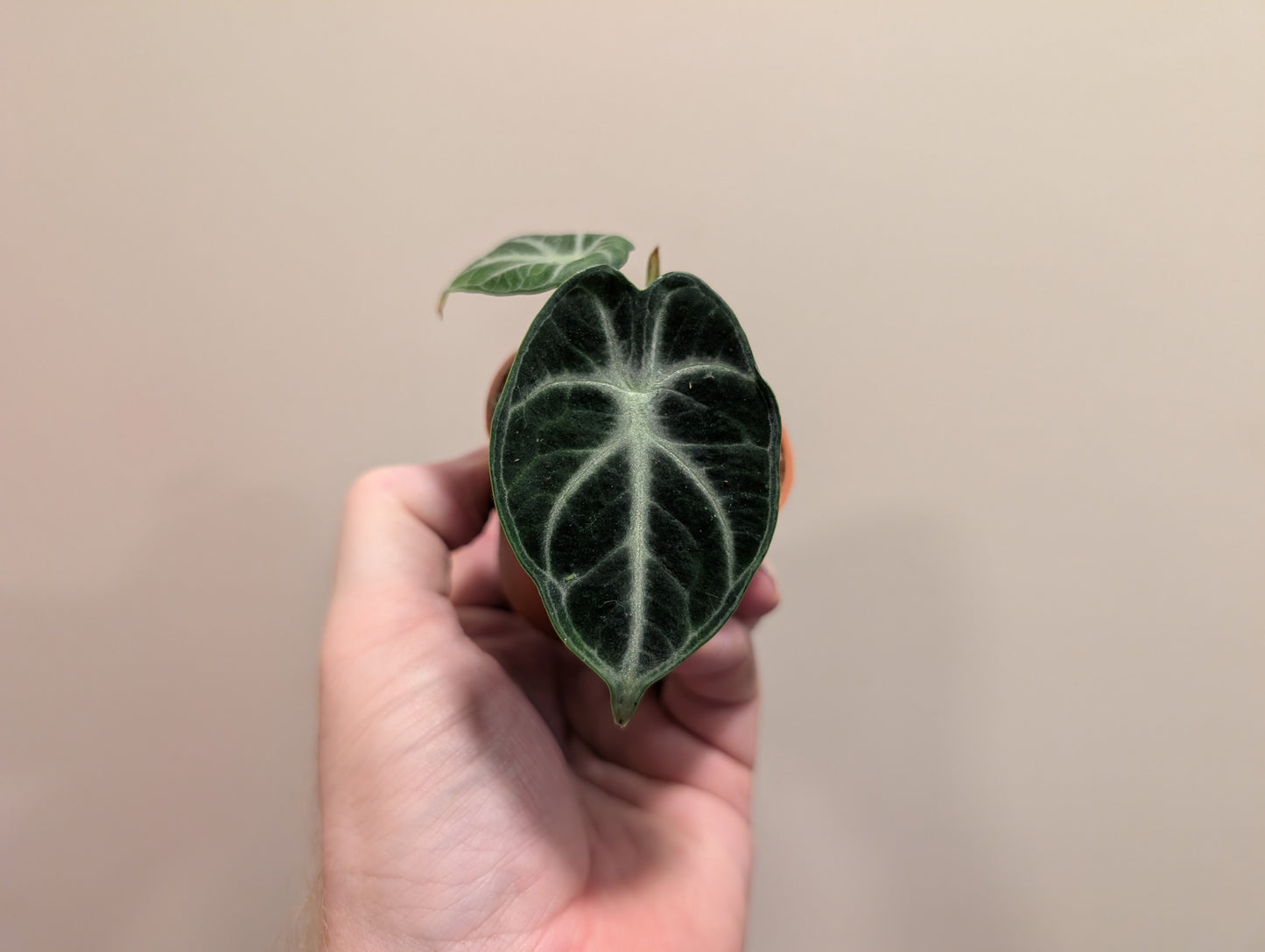 Alocasia Ninja 6cm ⚡️