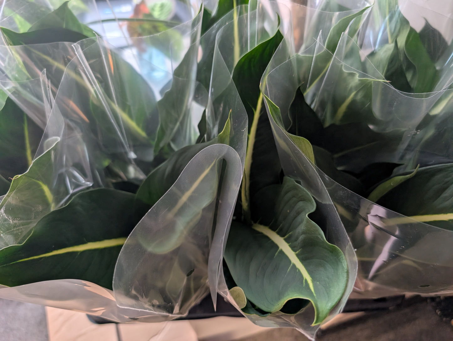 Dieffenbachia Green Magic 12cm ⚡