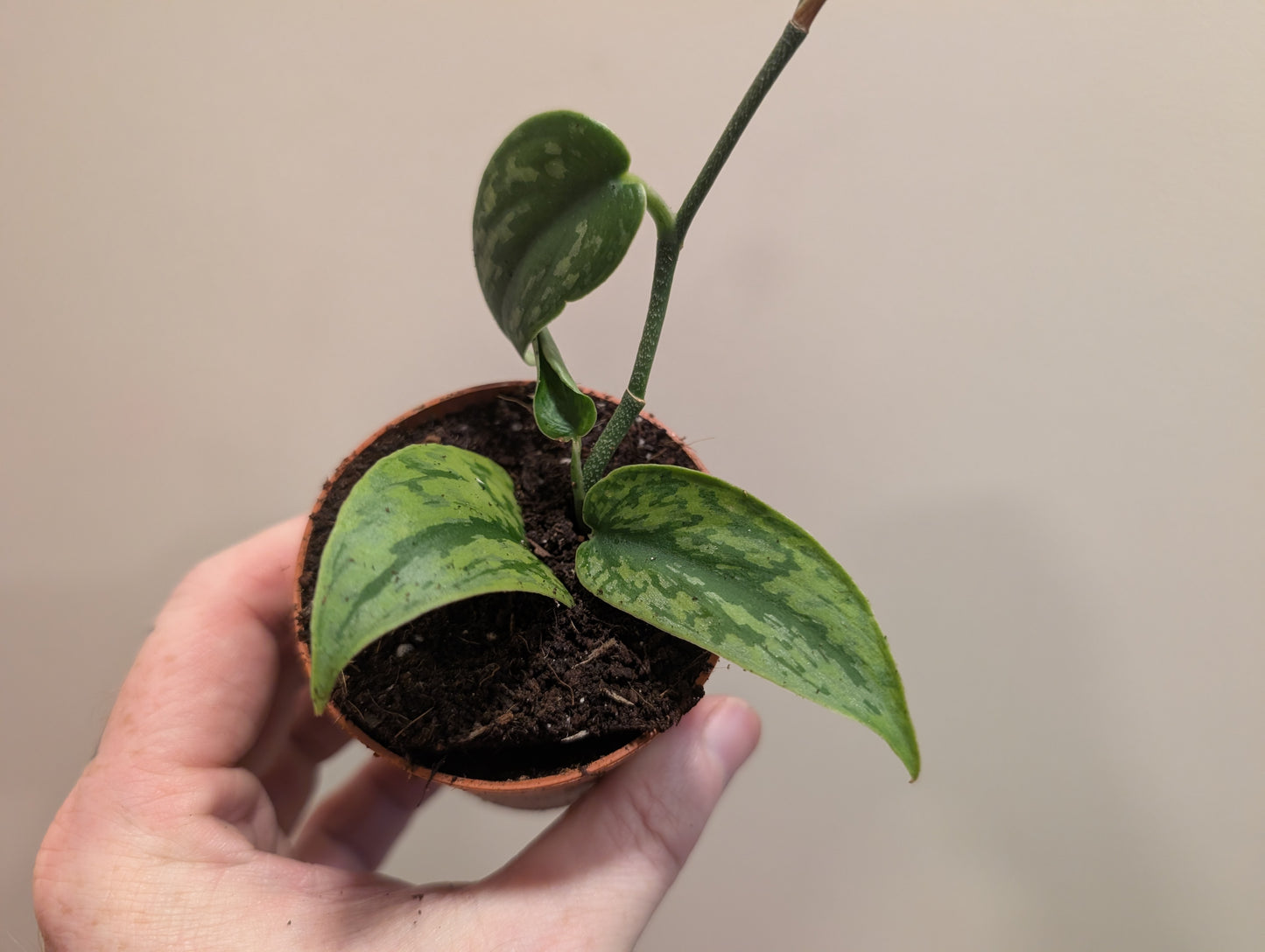 Scindapsus Green Army 7cm