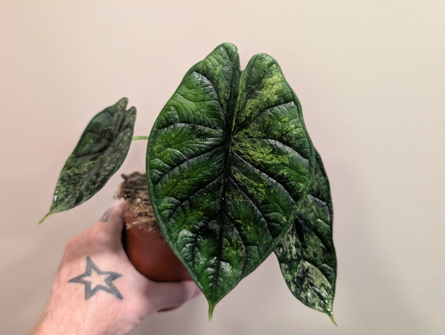 Alocasia Dragon Scale Mint 12cm