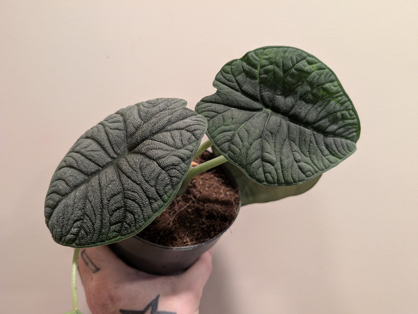 Alocasia Melo 14cm