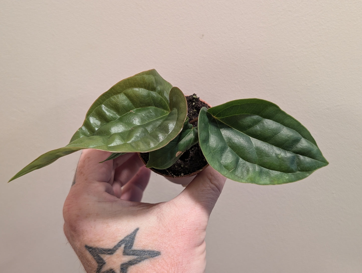 Anthurium Radicans x Luxurians 6cm