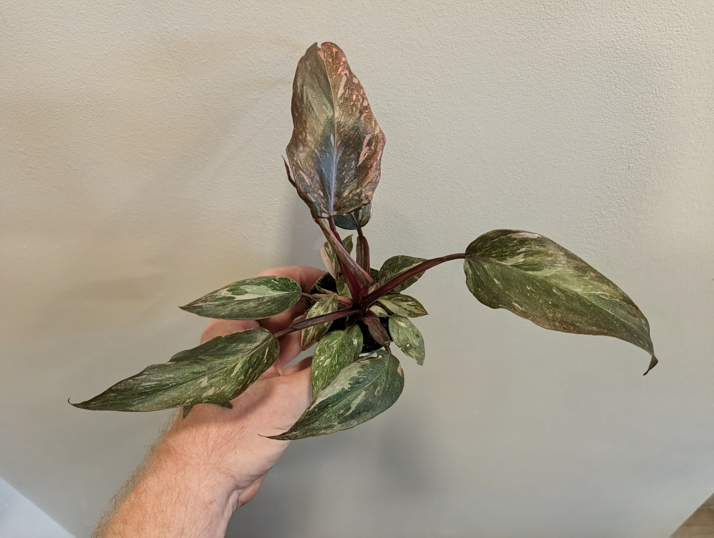 Philodendron Pink Princess Marble 6cm
