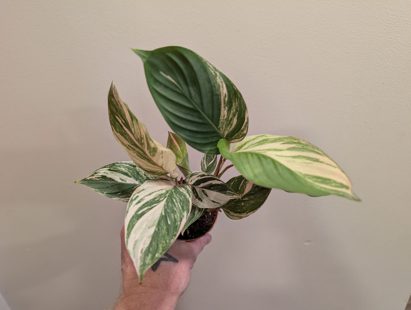 Calathea Glaza 8cm
