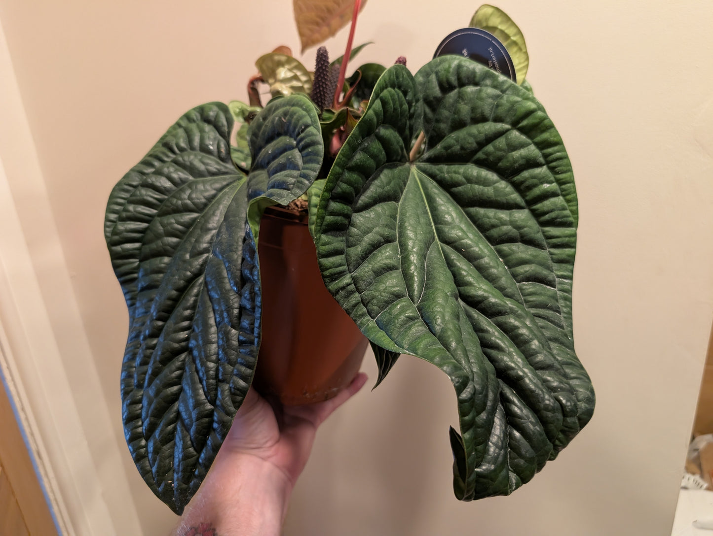 Anthurium Radicans x Luxurians 21cm