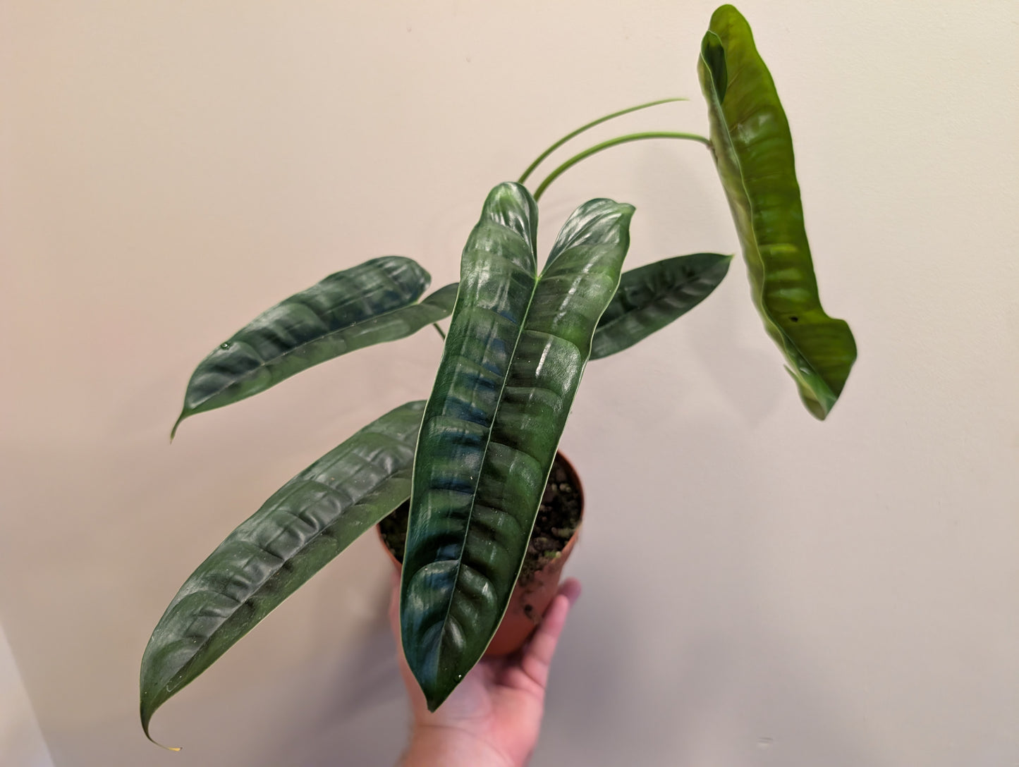 Philodendron Felix 14cm