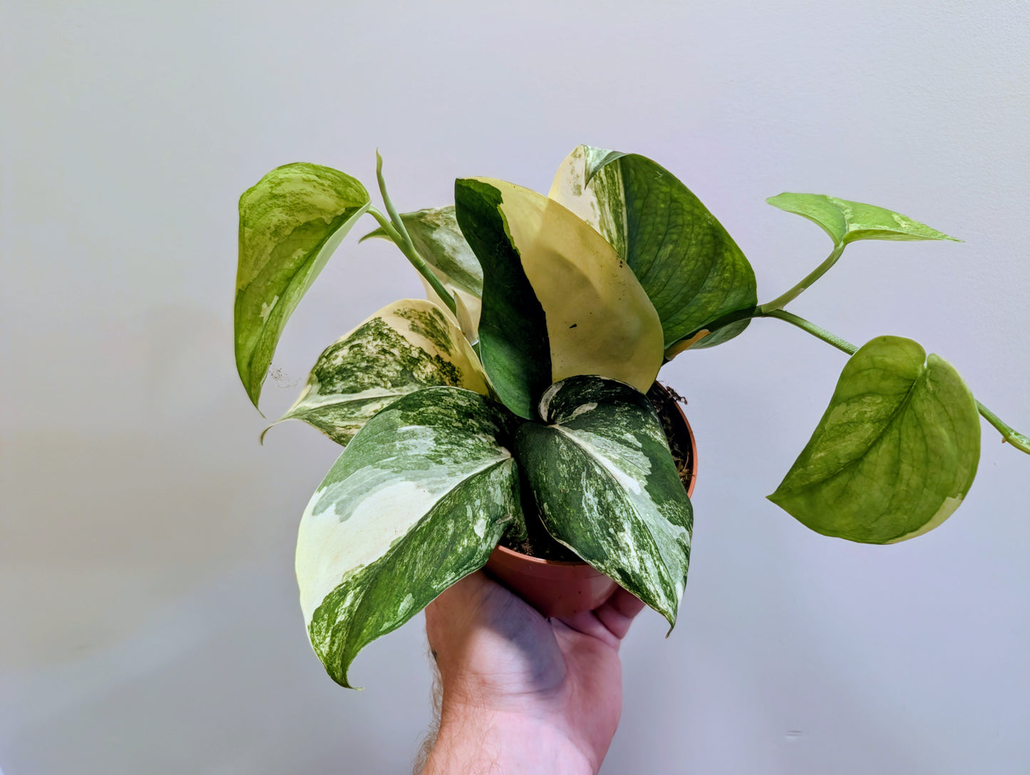 Scindapsus Jade Satin Aurea 10.5cm
