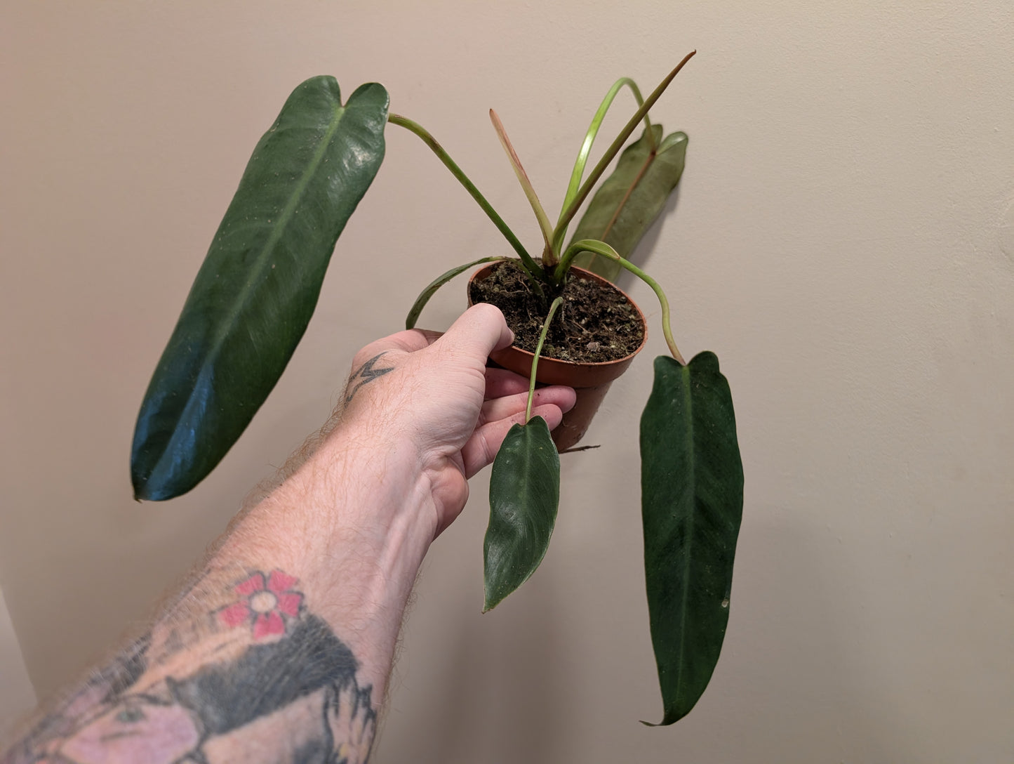 Philodendron Spiritus Sancti 10.5cm