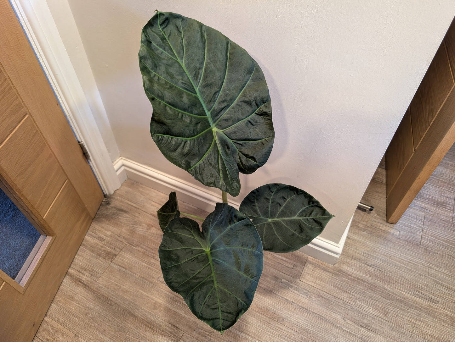 Alocasia Regal Shields 17cm