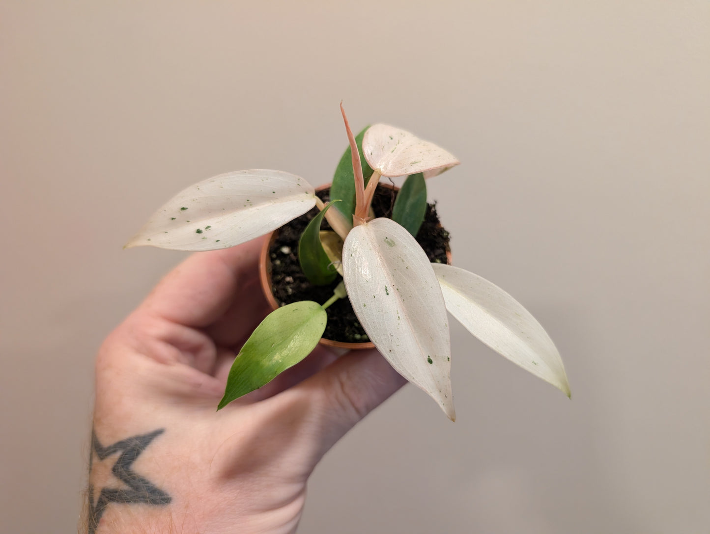 Philodendron Whipple Way 6cm