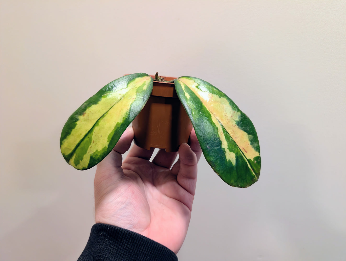 Hoya Diversifolia Maharani 8cm