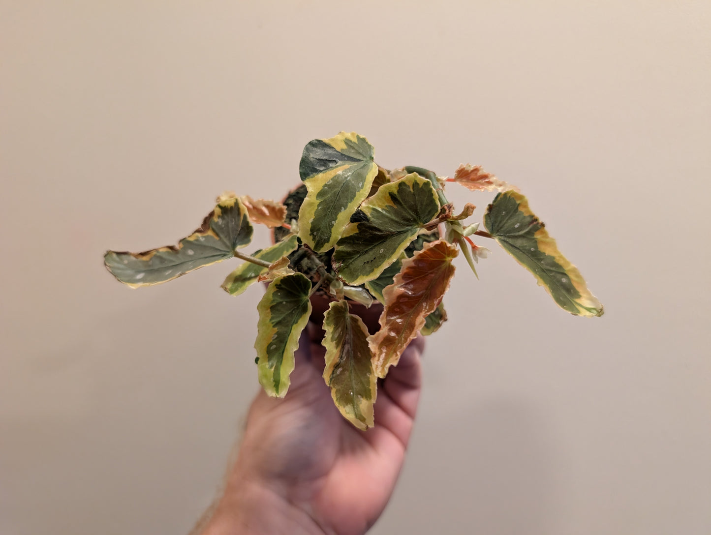Begonia Dainty Spray Sport Variegated 8cm