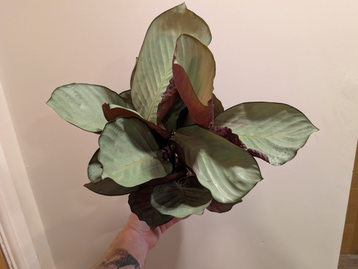 Calathea Roseopicta Silver Plate 14cm