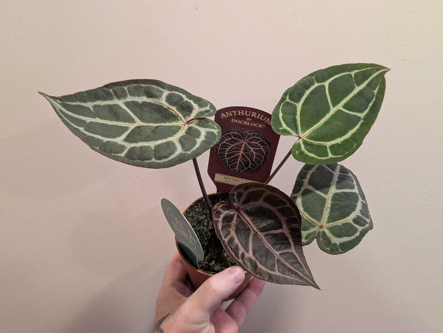 Anthurium Doc Block Michelle 9cm