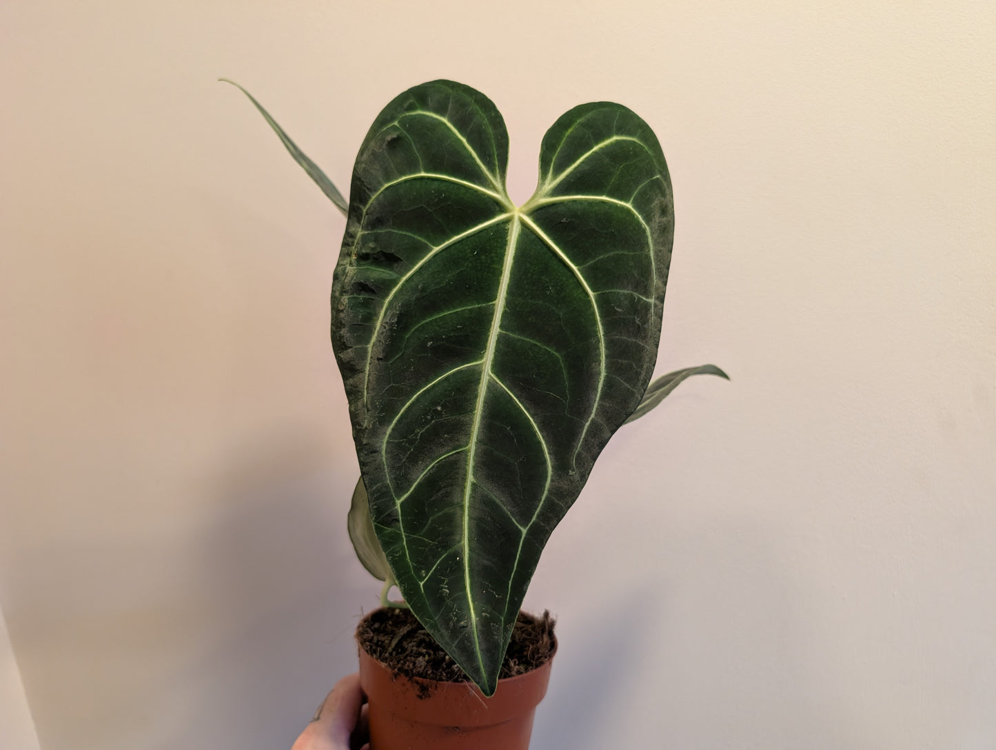 Anthurium Regale 12cm