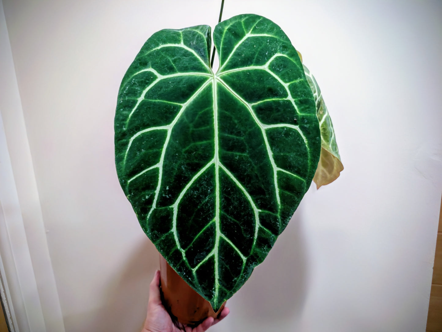 Anthurium NOID 17cm Grade B