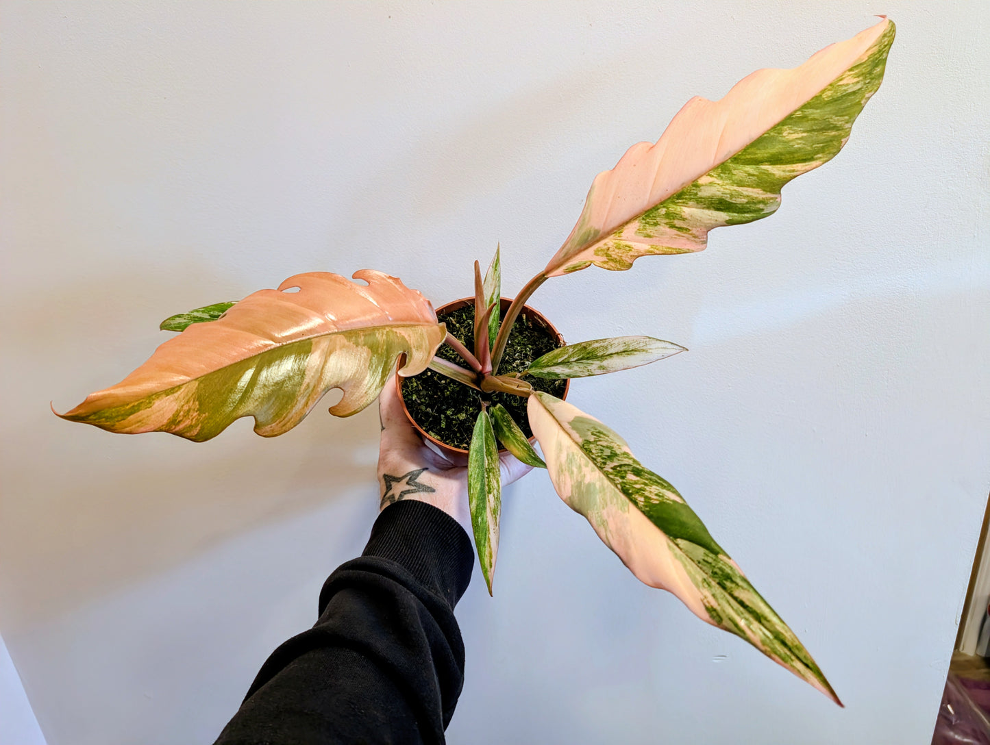 Philodendron Caramel Marble 12cm