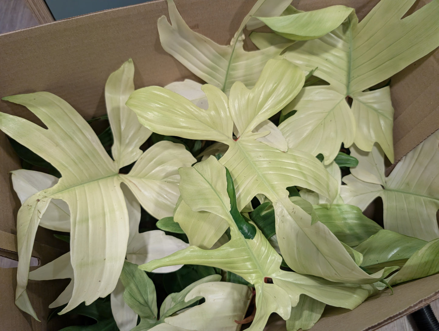 Philodendron Florida Ghost 19cm