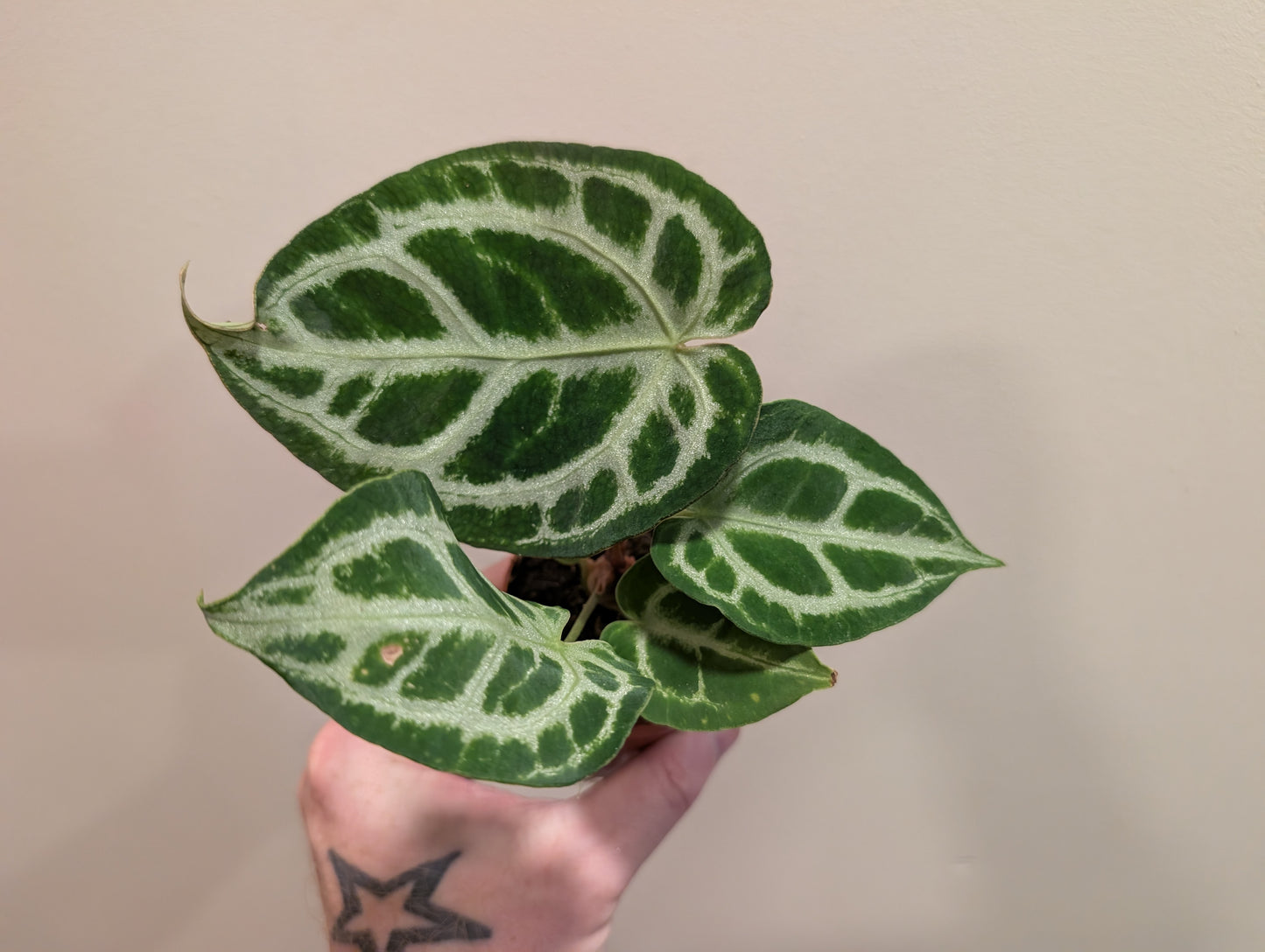 Anthurium Silver Blush Mint x Michelle 7cm