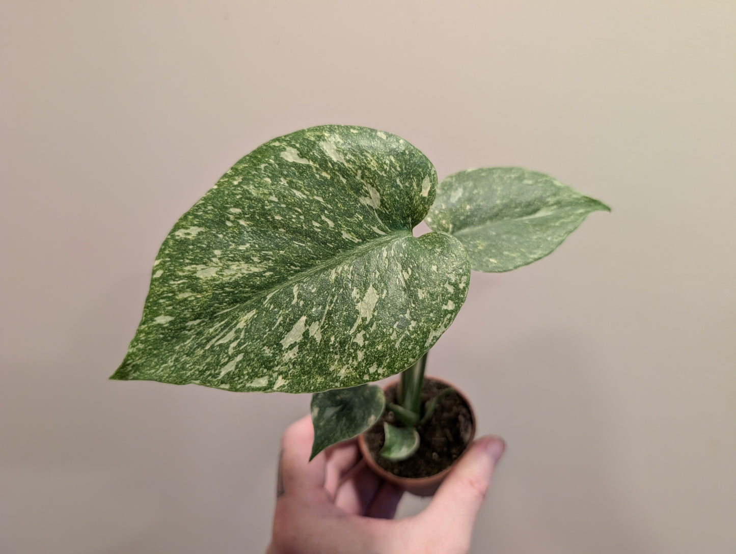 Monstera Legacy 6cm