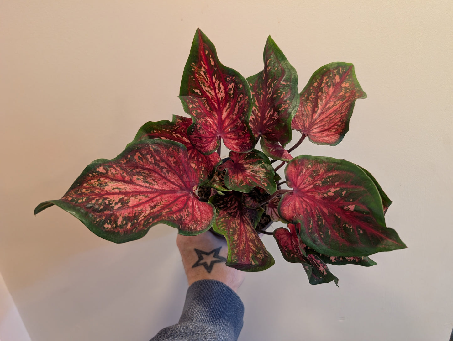 Caladium Red 12cm