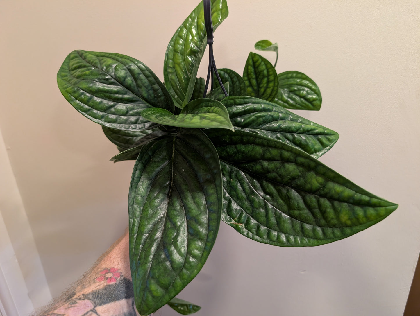 Epipremnum Pinnatum Marble Planet 15cm