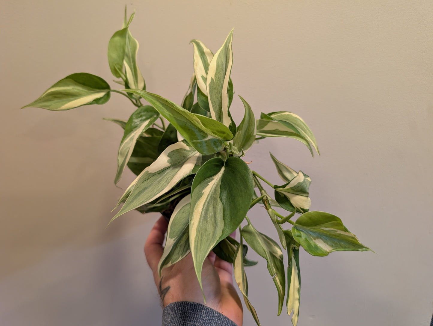 Philodendron Rio Gabriella 12cm