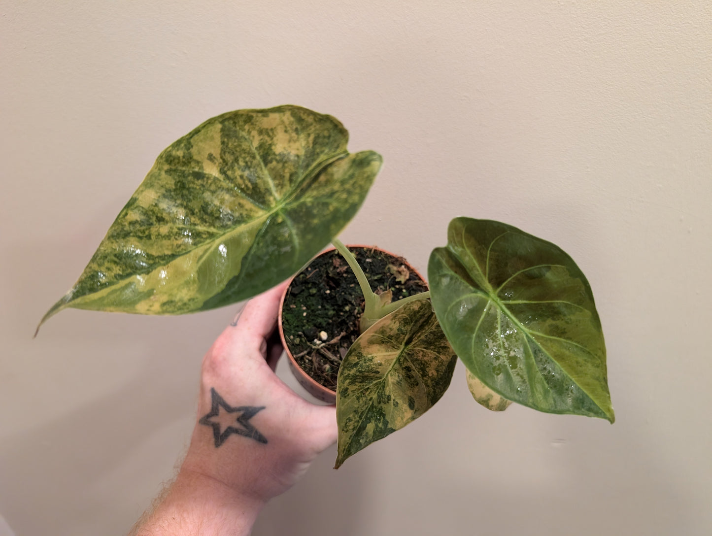 Alocasia Wentii Aurea 10.5cm