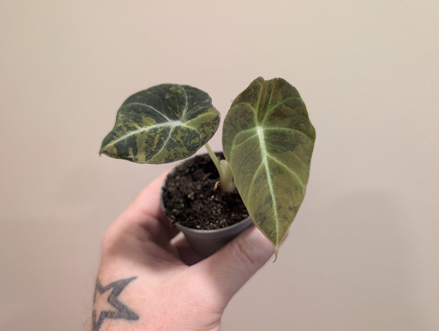 Alocasia Black Velvet Gold 6cm