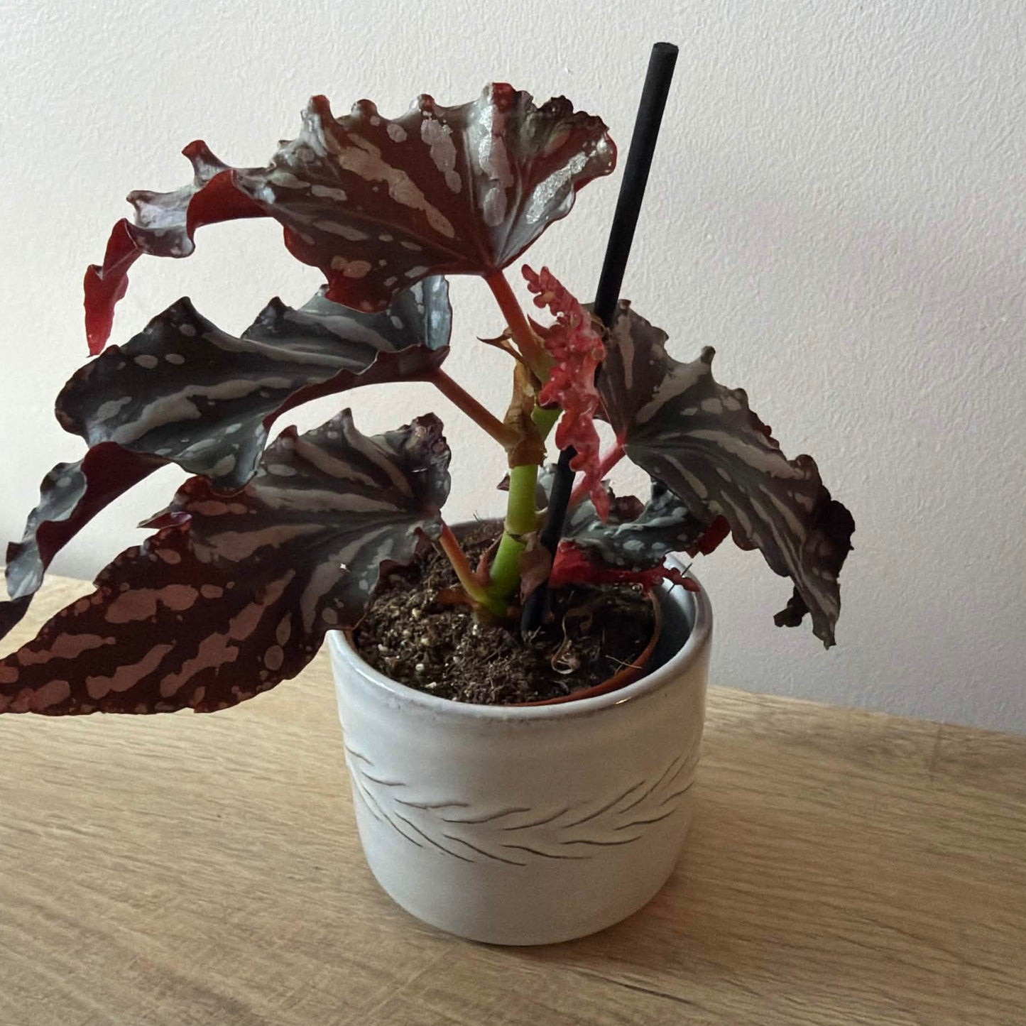 Artisan Earth Pot
