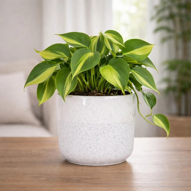 White Neopolitan Stoneware Pot 16cm inner