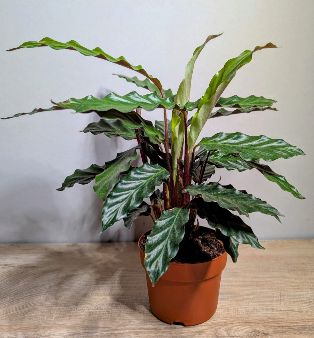 The Beginner's guide to plants