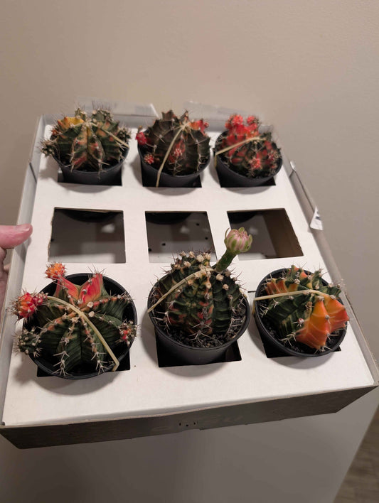 Gymnocalycium Mihanovichii ‘Japan’ Variegata Mix 7cm
