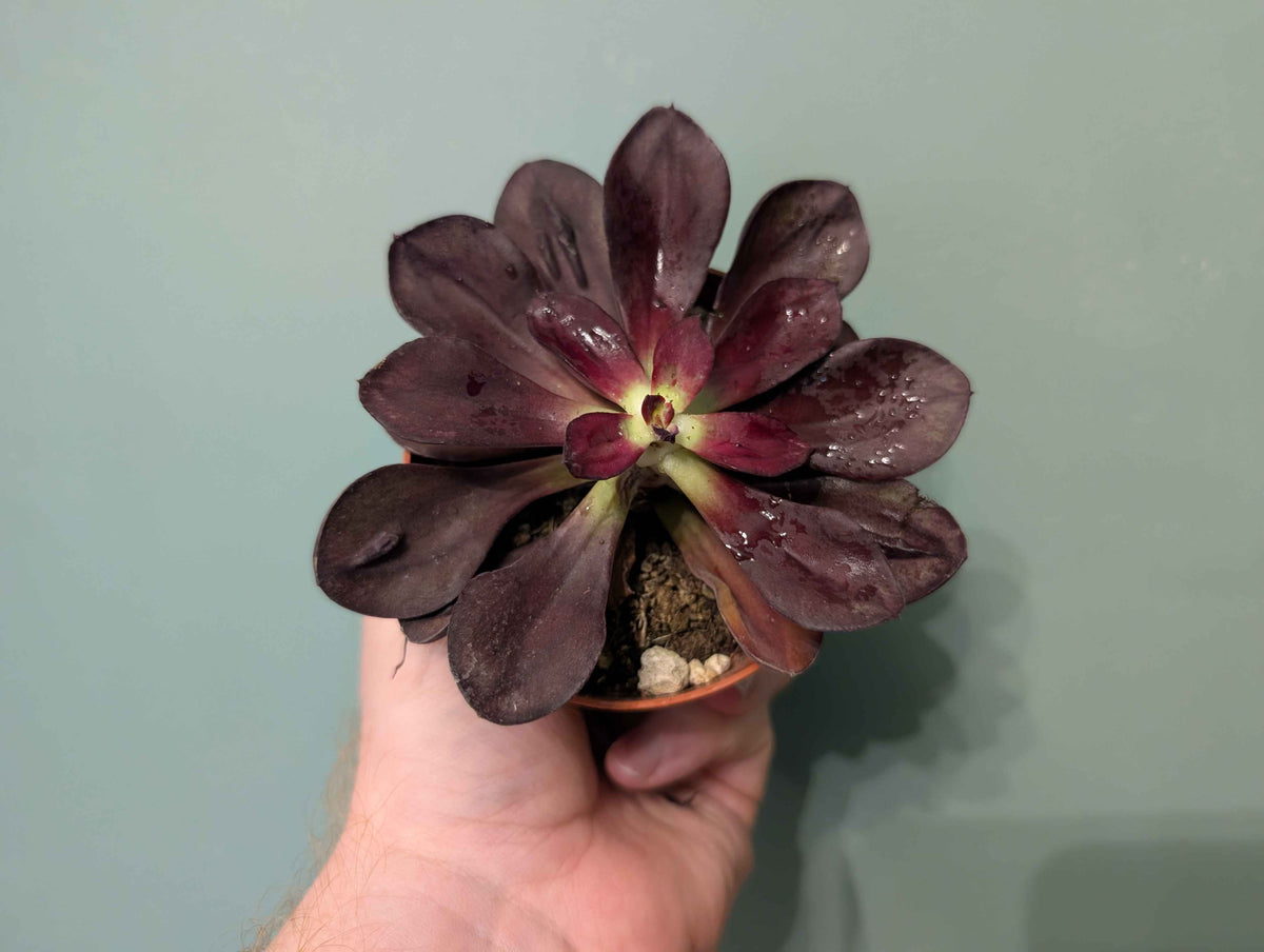 Echeveria Gem Mix 8cm