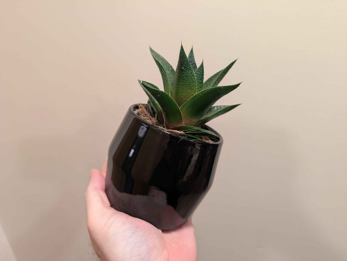 Succulent Mix In Ceramic Pot 10cm