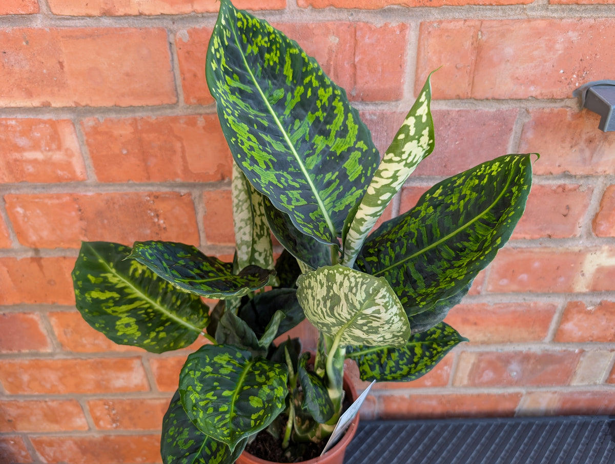 Dieffenbachia Reflector 17cm