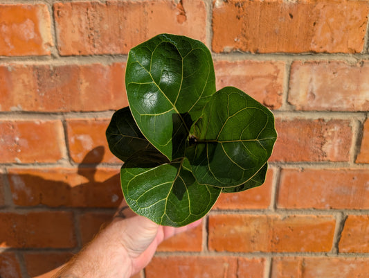 Ficus Lyrata Grade B 8cm