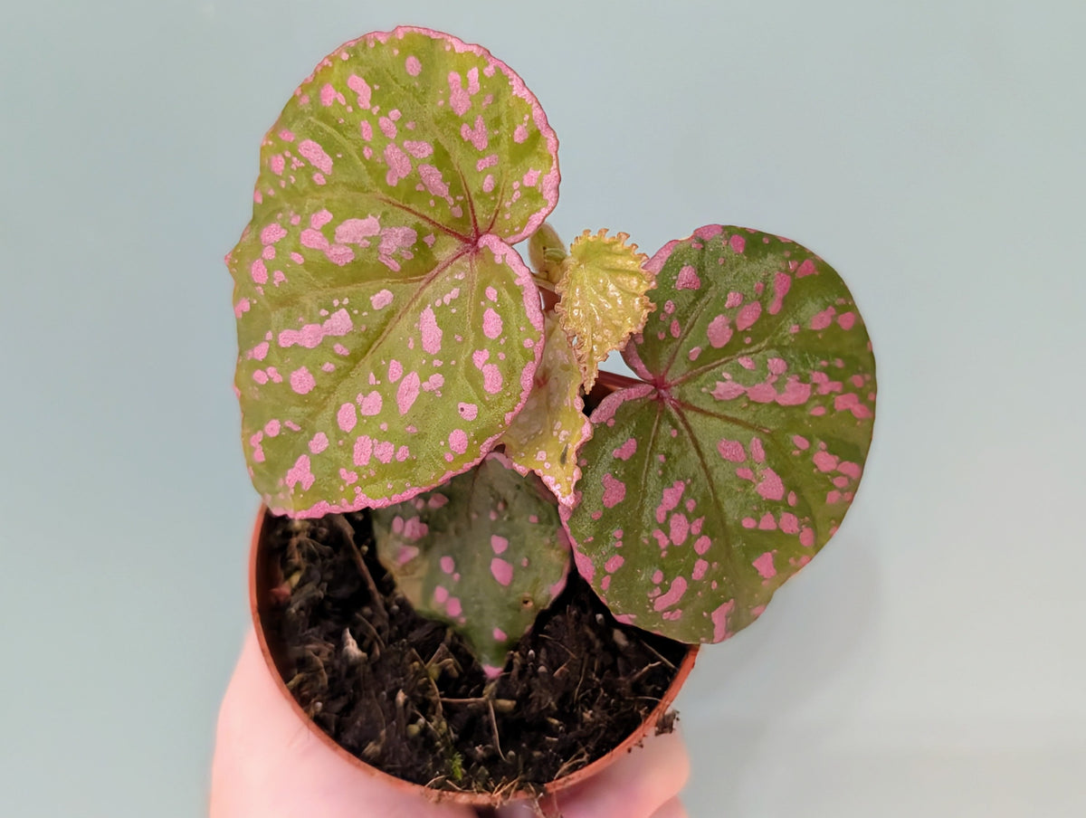 Begonia Muara Wahau 8cm