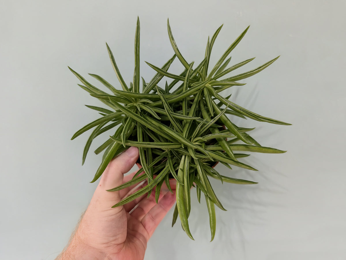 Peperomia Happy Bean 12cm