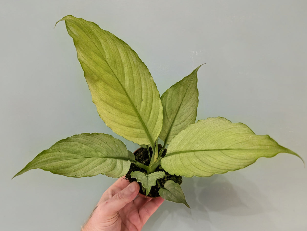 Spathiphyllum Blue Ice 8cm