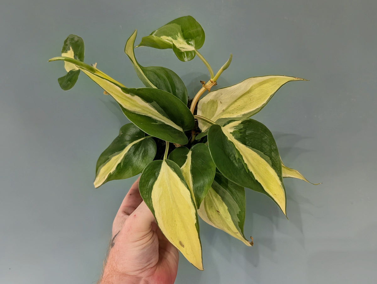 Philodendron Rio 12cm